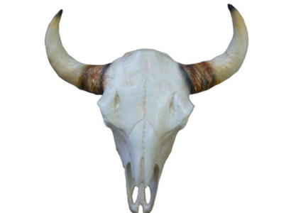 Bullenschädel Stierkopf Wand Skulpturen Höhe 64 cm Deko Figur Skelett Schädel